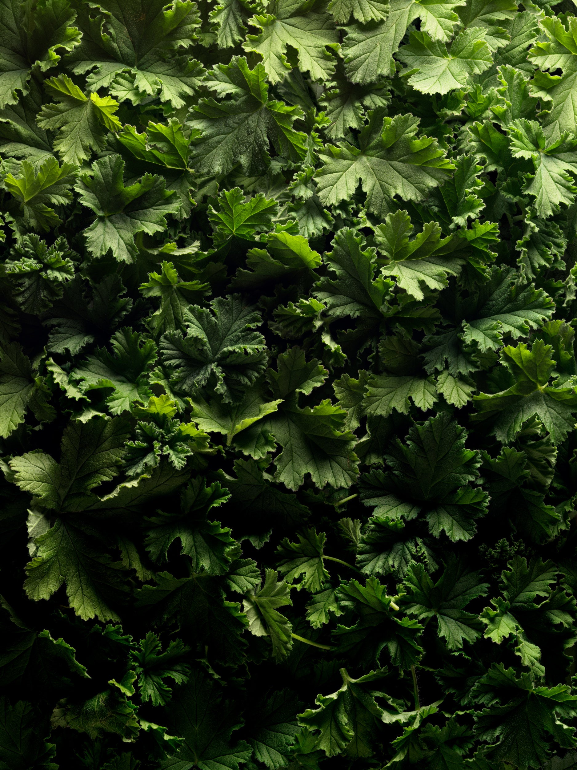 Geranium Bourbon with the green notes