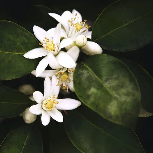 MarieJeanne Madeleine / Neroli Scented Candle